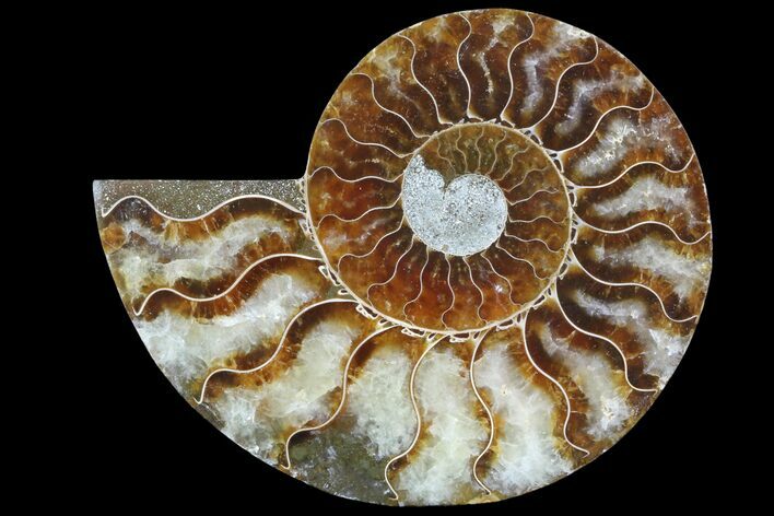 Agatized Ammonite Fossil (Half) - Madagascar #83876
